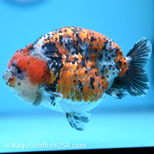 Tricolor Ranchu 5 inches(240510_RC03) - Kaiju Goldfish USA