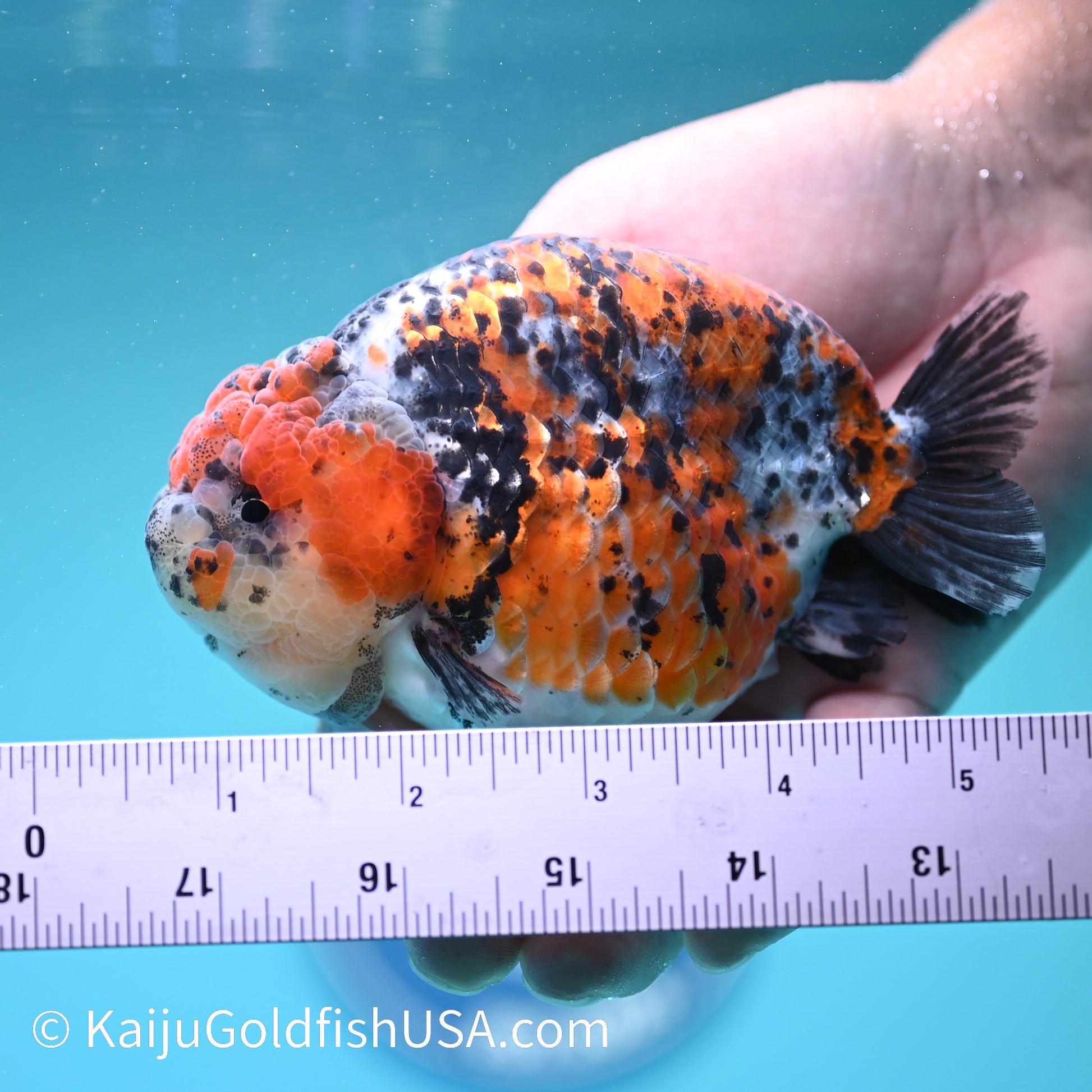 Tricolor Ranchu 5 inches(240510_RC03) - Kaiju Goldfish USA