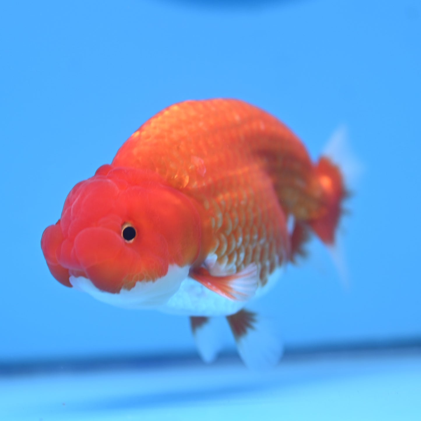 Red White Buffalo Ranchu 4in Body (240704_RC03) - Kaiju Goldfish USA