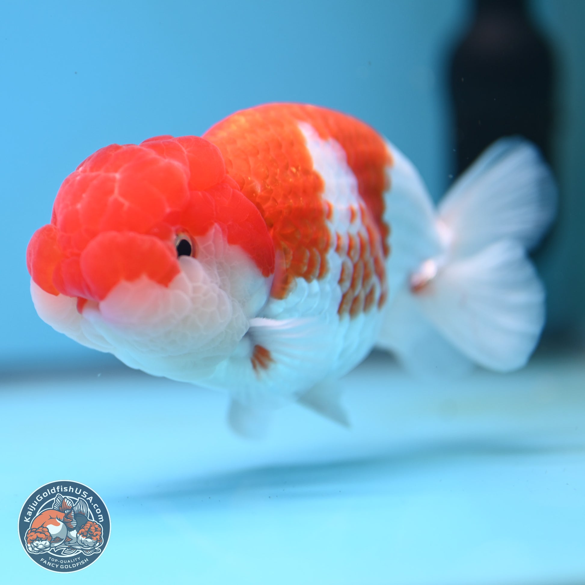 Red White Buffalo Ranchu 5 inches (241025_RC03) - Kaiju Goldfish USA