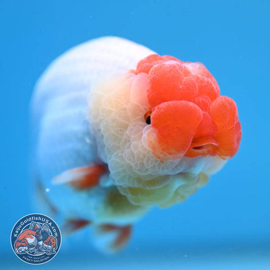 Red Face Buffalo Ranchu 4.5 inch Body (250919_RC03)