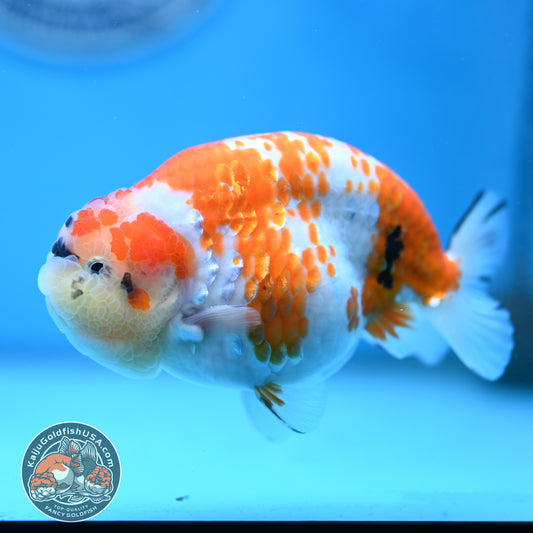Tricolor Sakura Ranchu 4.25 inches Body (250502_RC03)