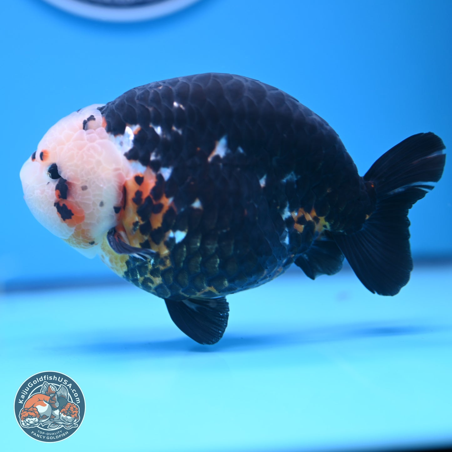 Jumbo Heavy Ink Cow Ranchu 5.5 inches Body - Male (241227_RC03) - Kaiju Goldfish USA