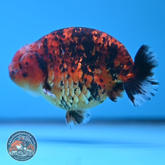 Tiger Ranchu 4 inches Body (250523_RC03)