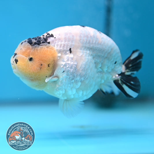 Panda Ranchu 4 inches Body (250509_RC03)