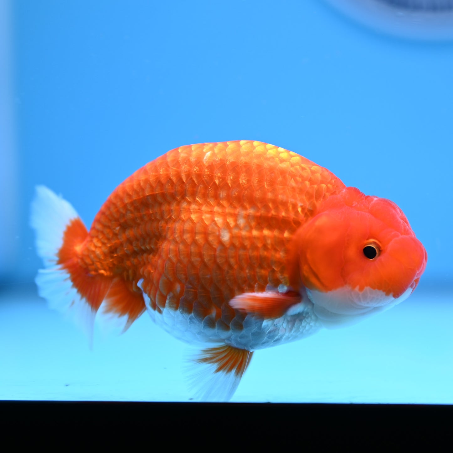 Red White Buffalo Ranchu 4in Body (240704_RC03) - Kaiju Goldfish USA