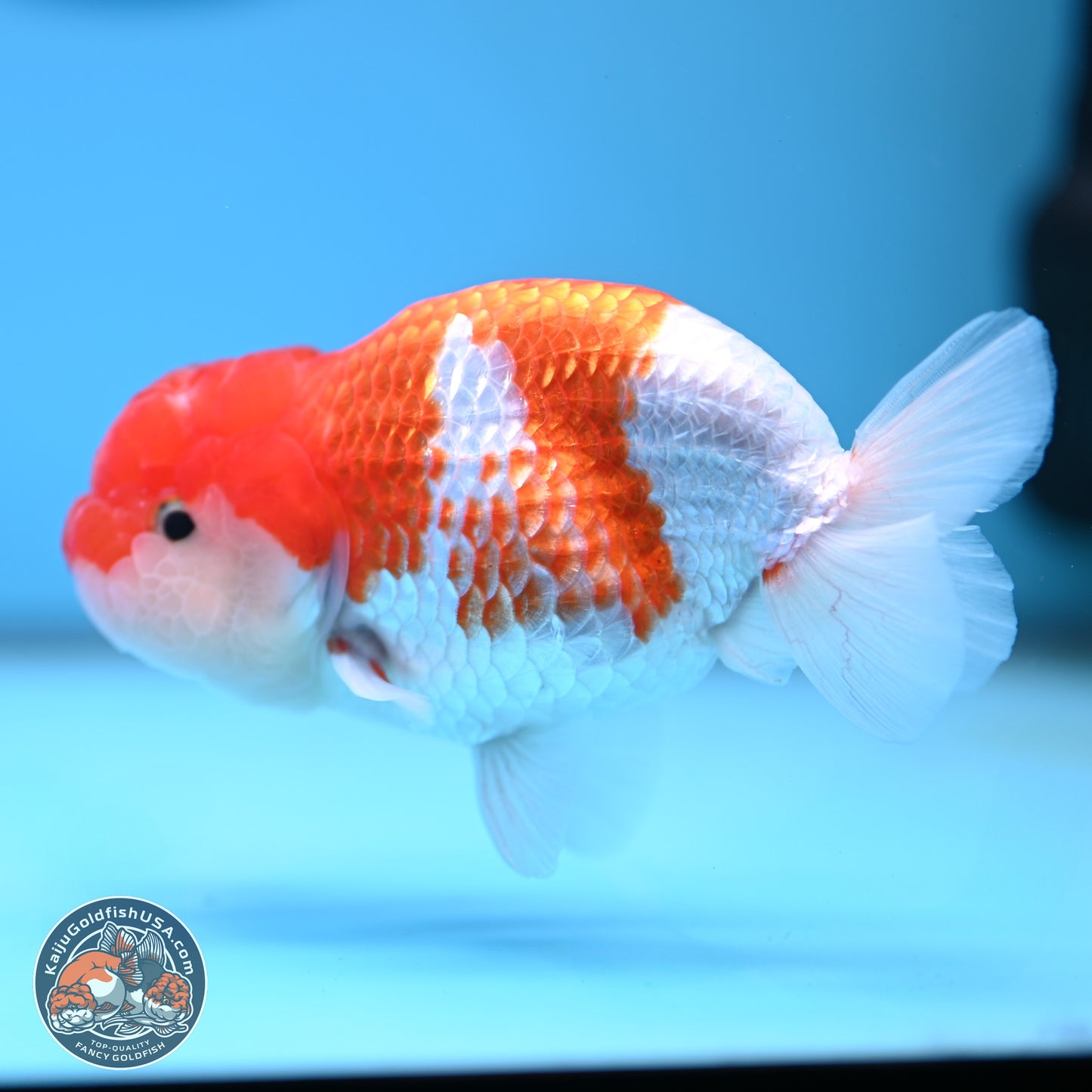 Red White Buffalo Ranchu 5 inches (241025_RC03) - Kaiju Goldfish USA