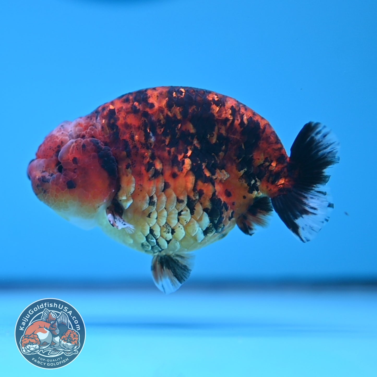 Tiger Ranchu 4 inches Body (250523_RC03)