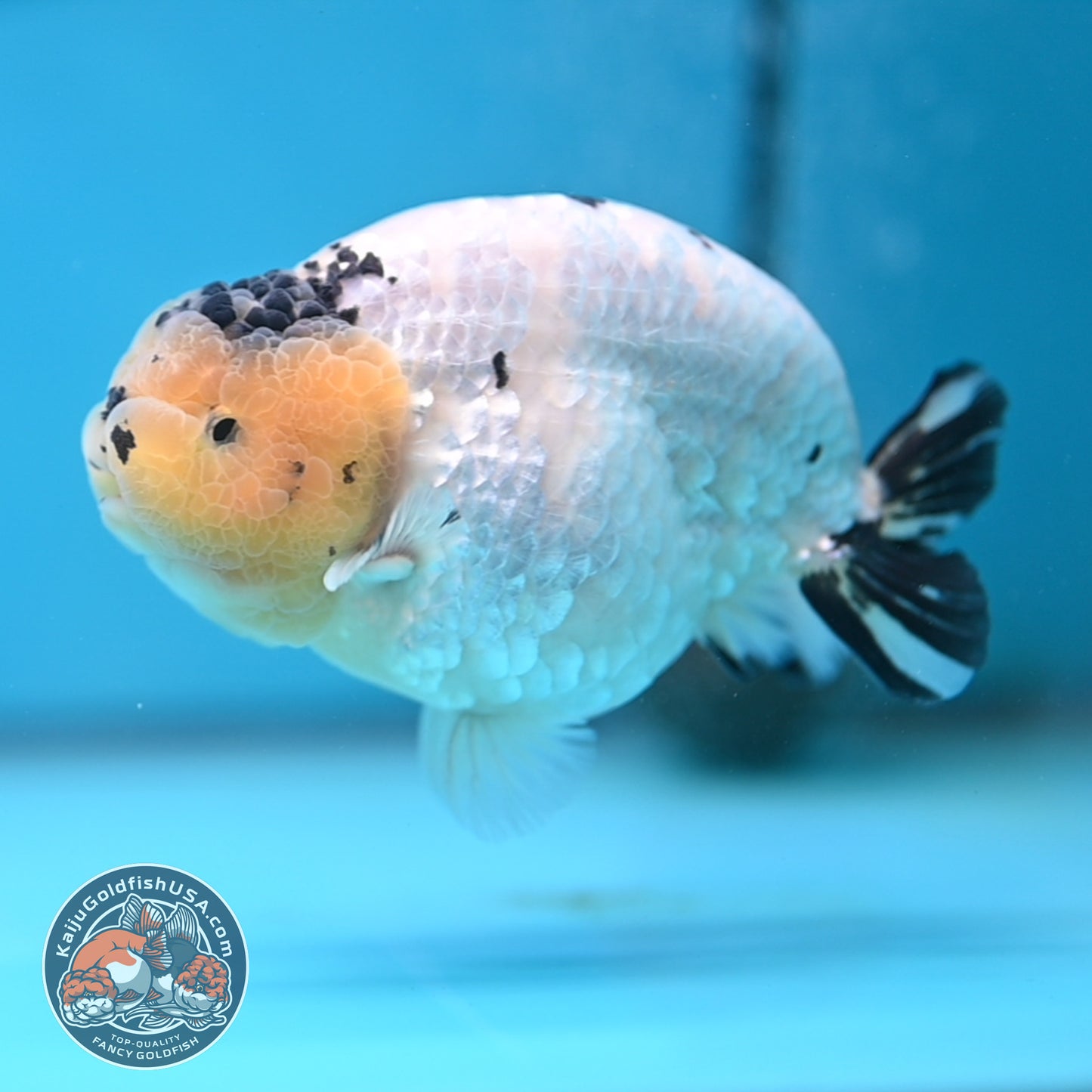 Panda Ranchu 4 inches Body (250509_RC03)