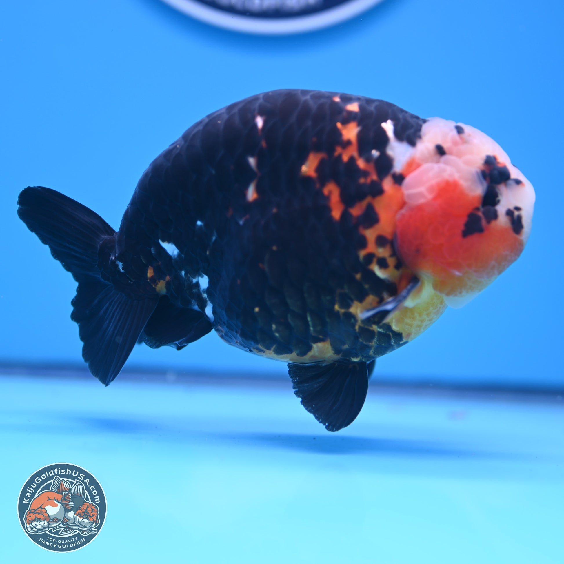 Jumbo Heavy Ink Cow Ranchu 5.5 inches Body - Male (241227_RC03) - Kaiju Goldfish USA