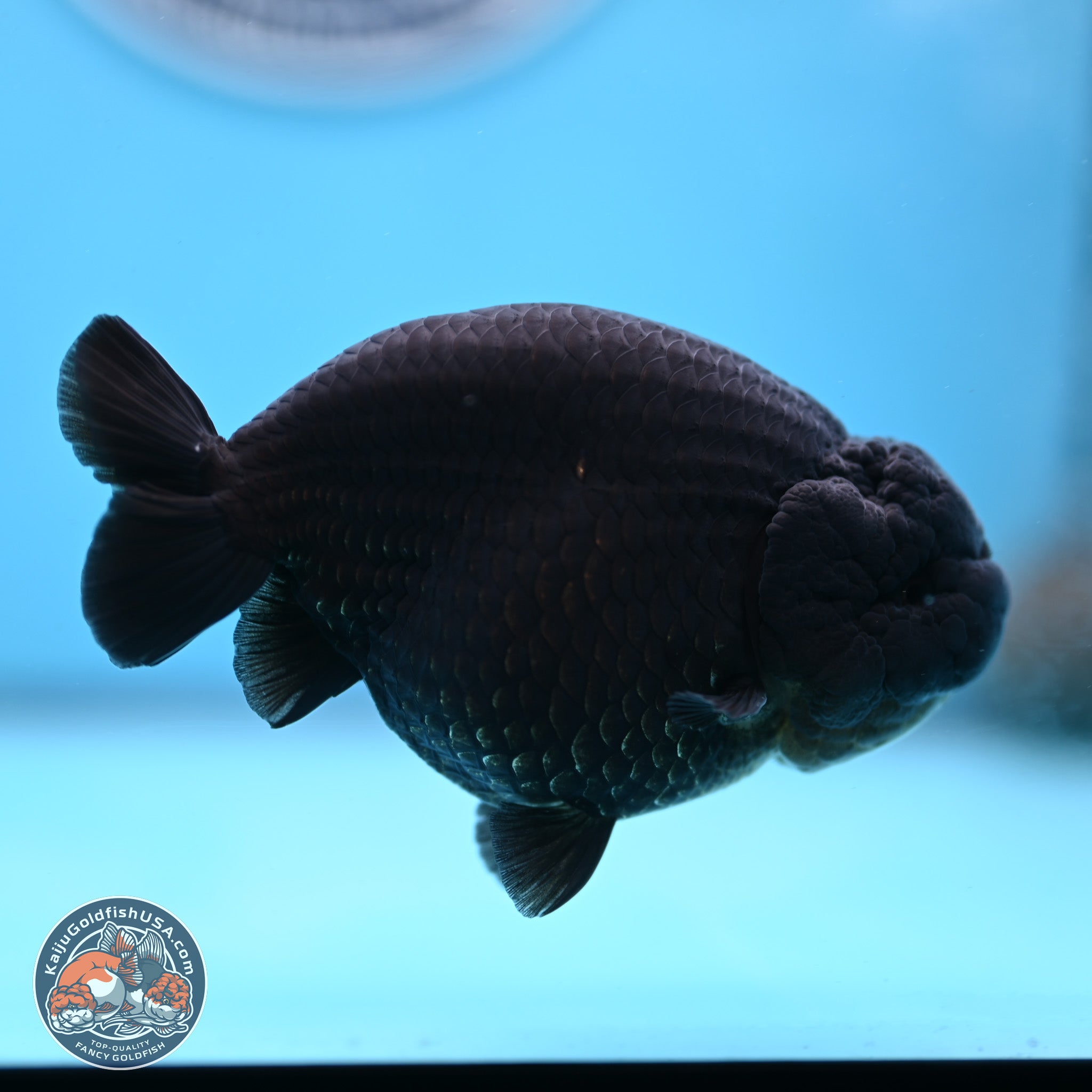 Jet Black Ranchu Goldfish for Sale | Kaiju Goldfish USA