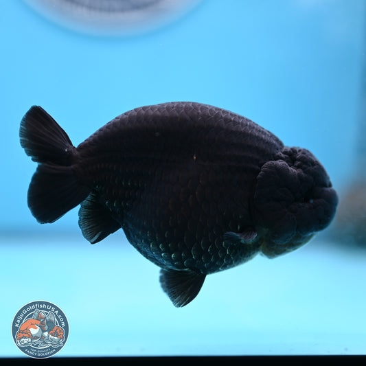Jet Black Ranchu 4.25 inches Body - Male (250307_RC03)