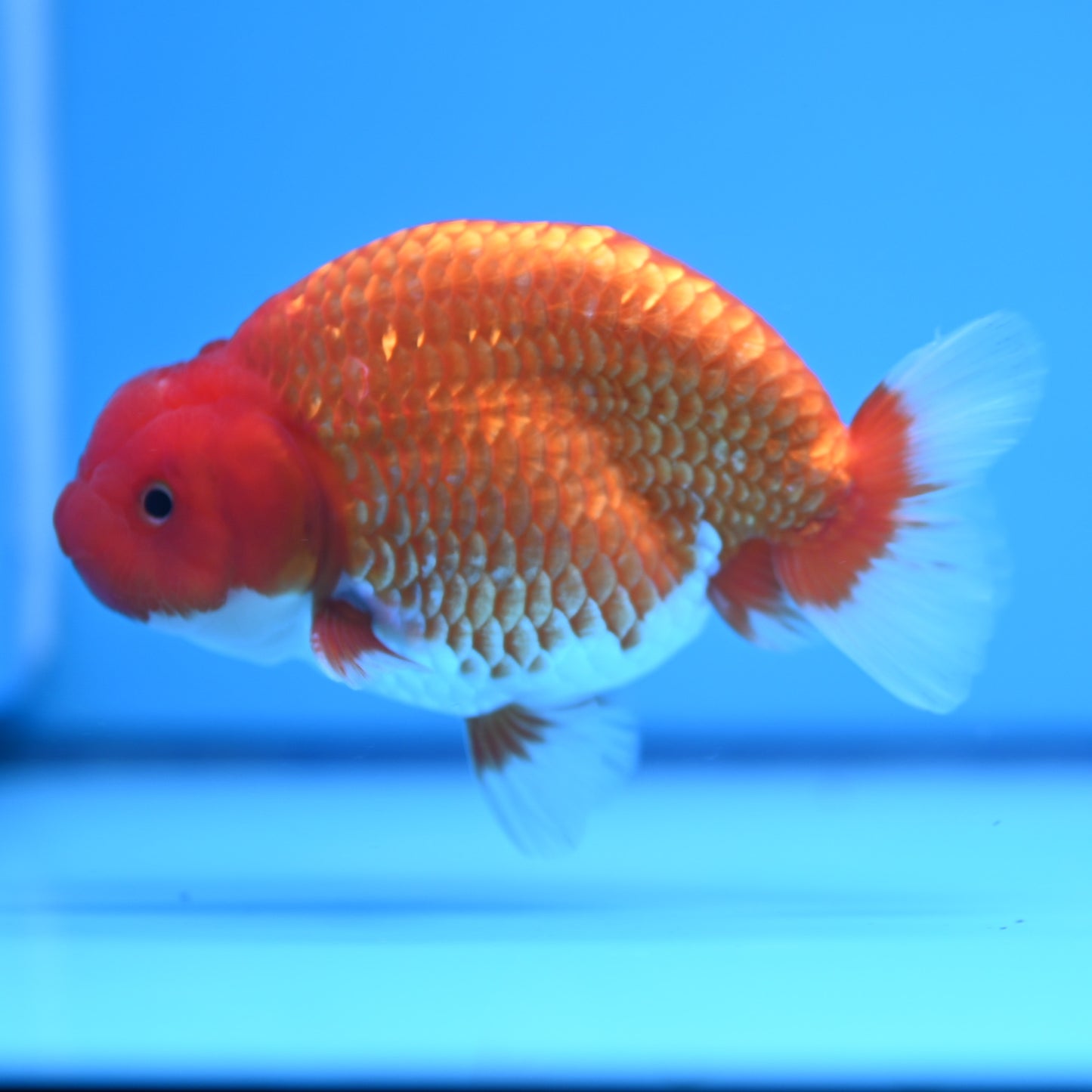 Red White Buffalo Ranchu 4in Body (240704_RC03) - Kaiju Goldfish USA