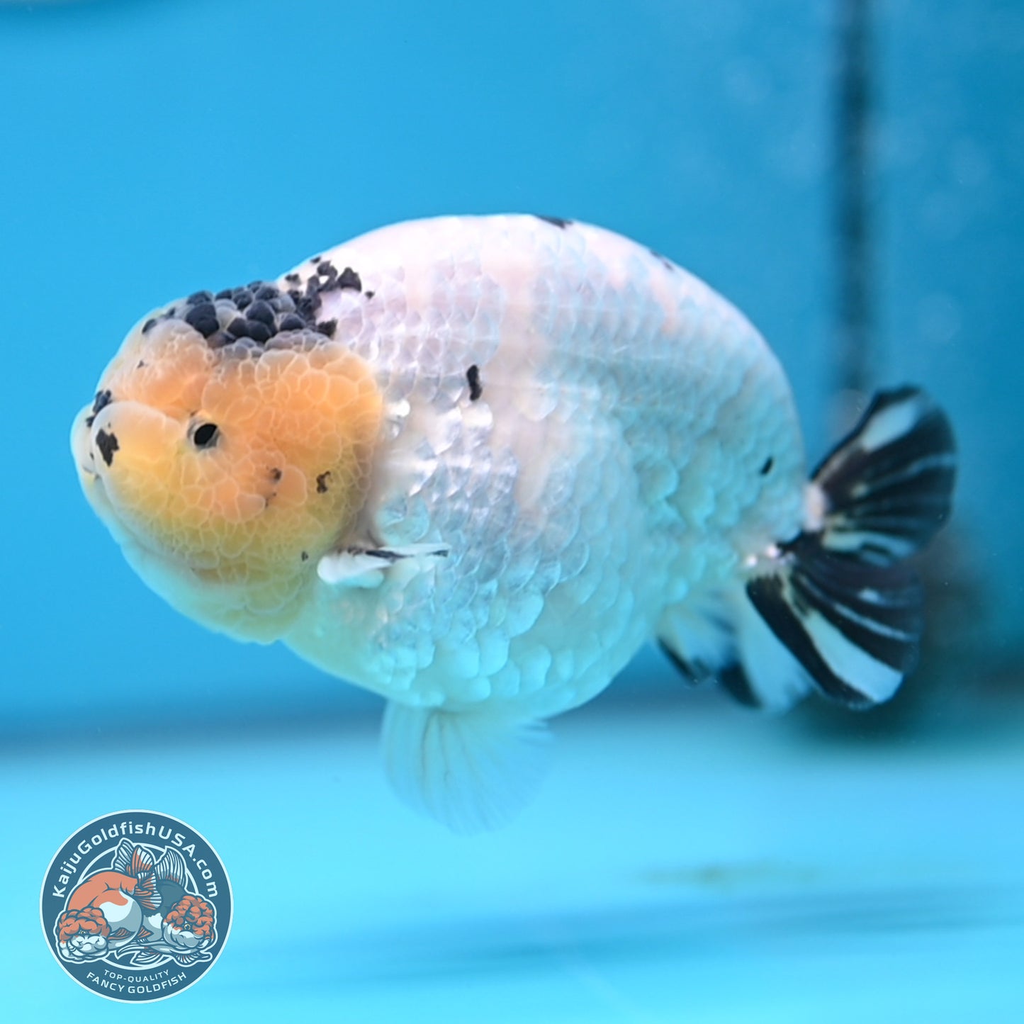 Panda Ranchu 4 inches Body (250509_RC03)