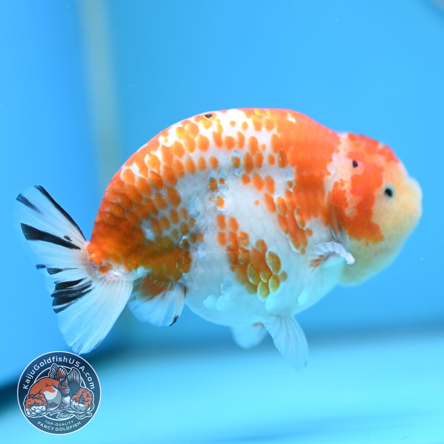 Tricolor Sakura Ranchu 4.25 inches Body (250502_RC03)