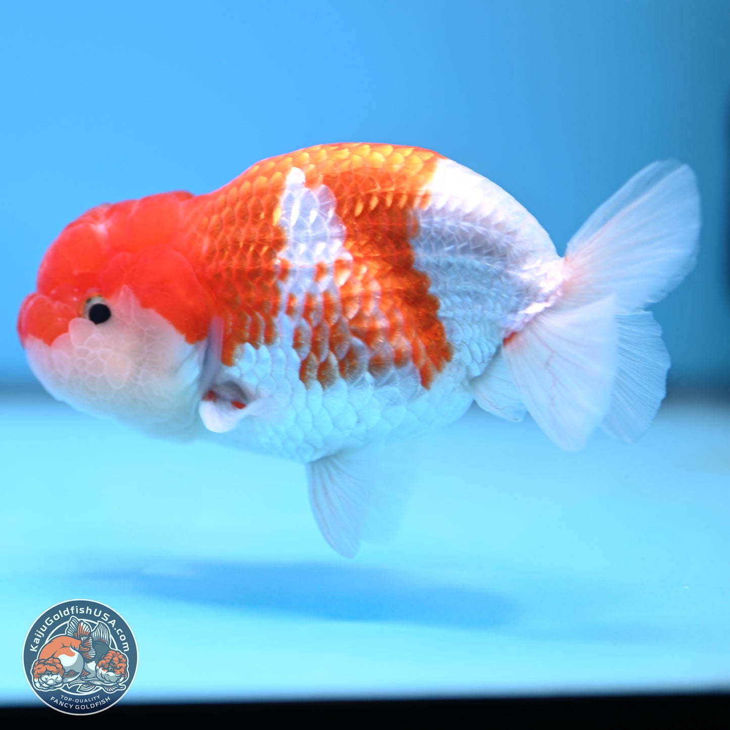 Red White Buffalo Ranchu 5 inches (241025_RC03) - Kaiju Goldfish USA