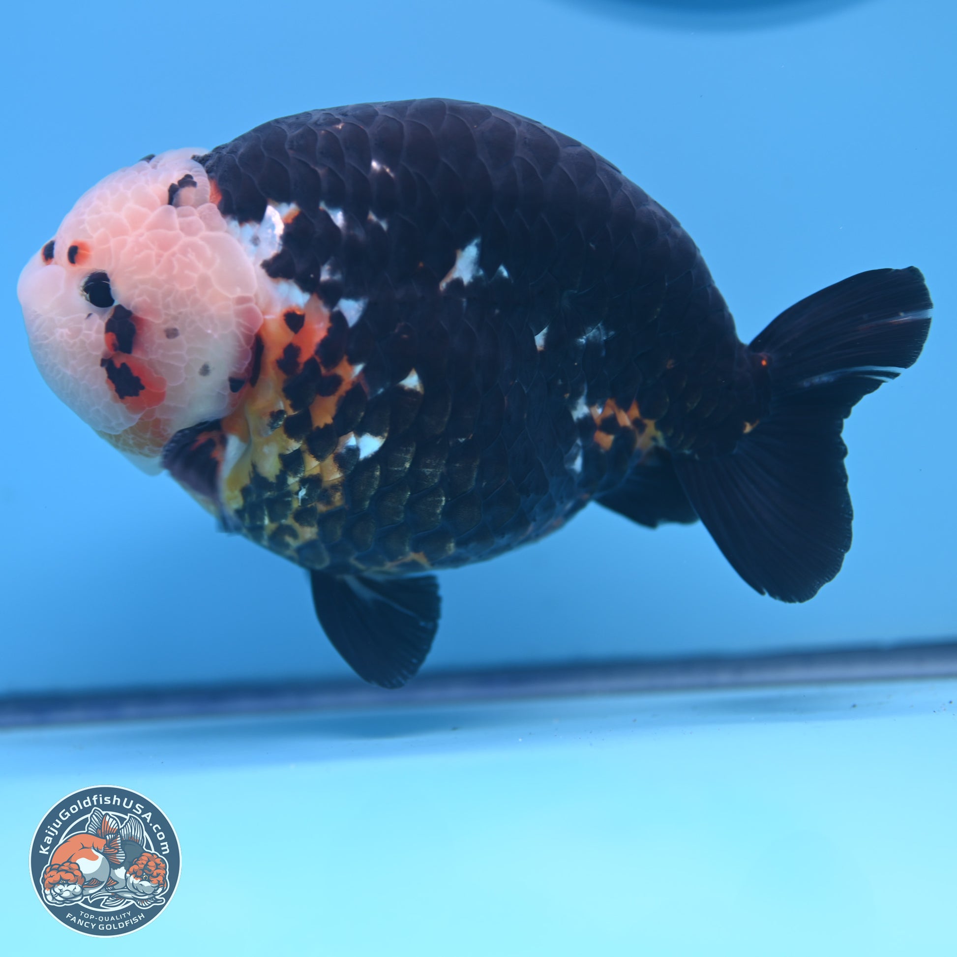 Jumbo Heavy Ink Cow Ranchu 5.5 inches Body - Male (241227_RC03) - Kaiju Goldfish USA