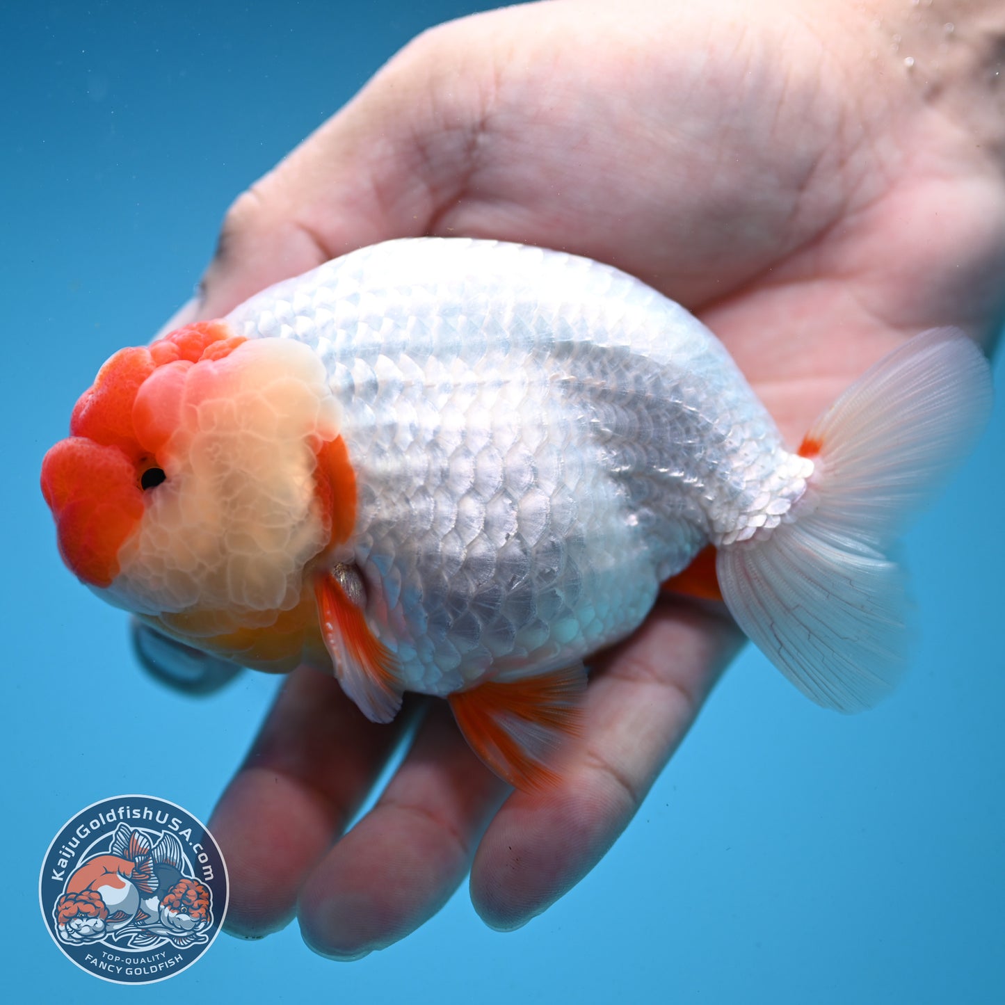 Red Face Buffalo Ranchu 4.5 inch Body (250919_RC03)