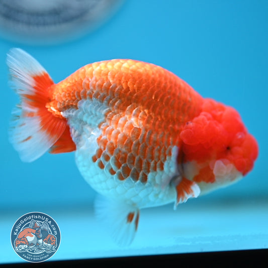 READ DESCRIPTION - Red White Buffalo Ranchu 4 inches Body (250516_RC03)