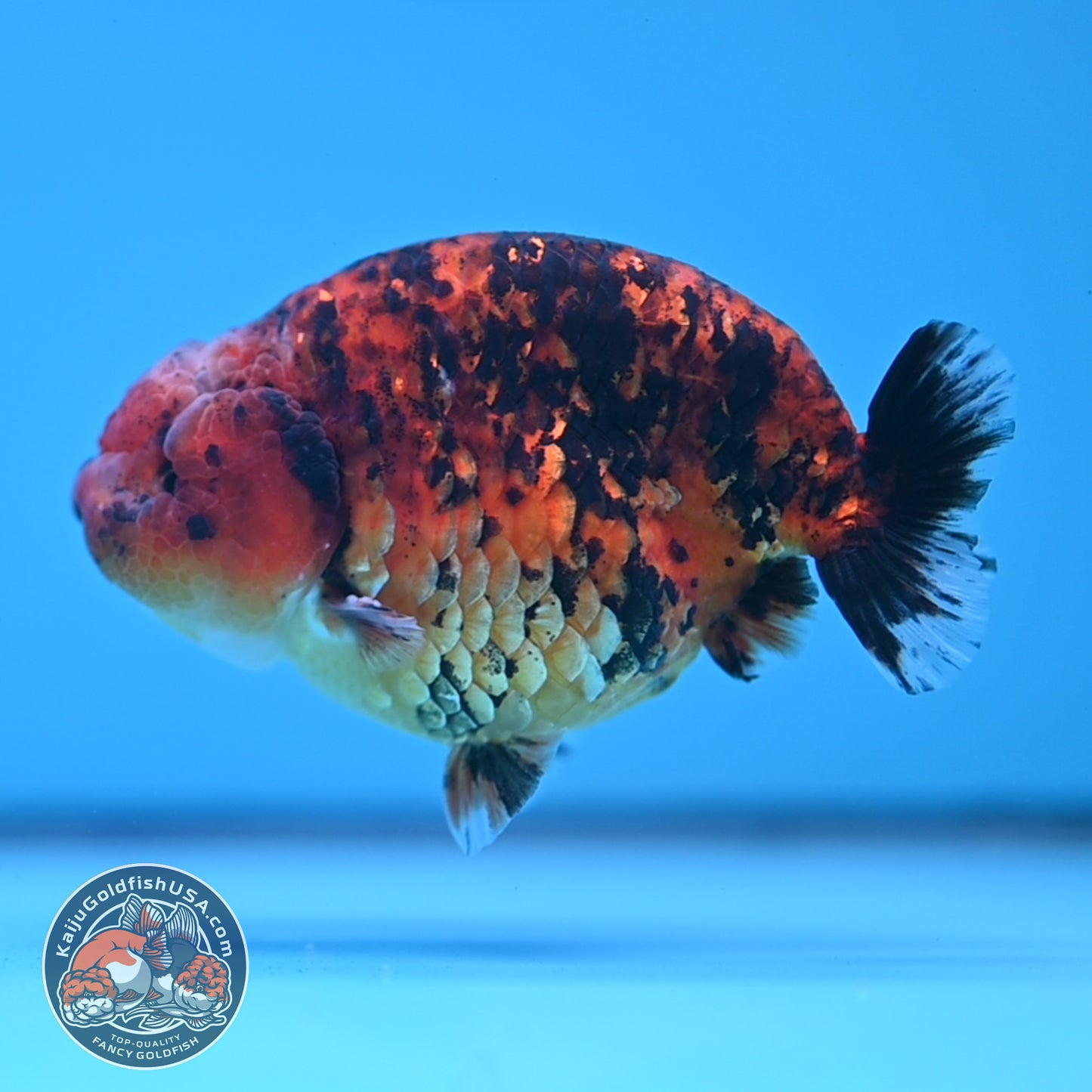 Tiger Ranchu 4 inches Body (250523_RC03)