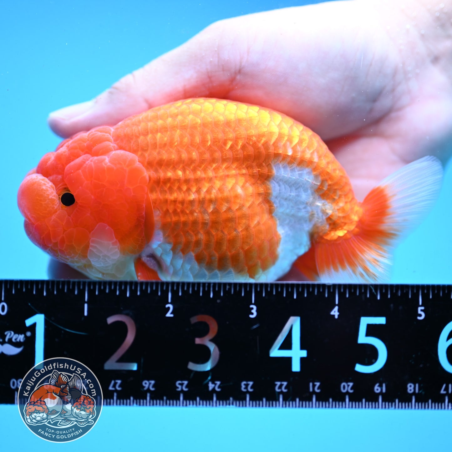 Red White Buffalo Ranchu 4 inch Body (251003_RC03)