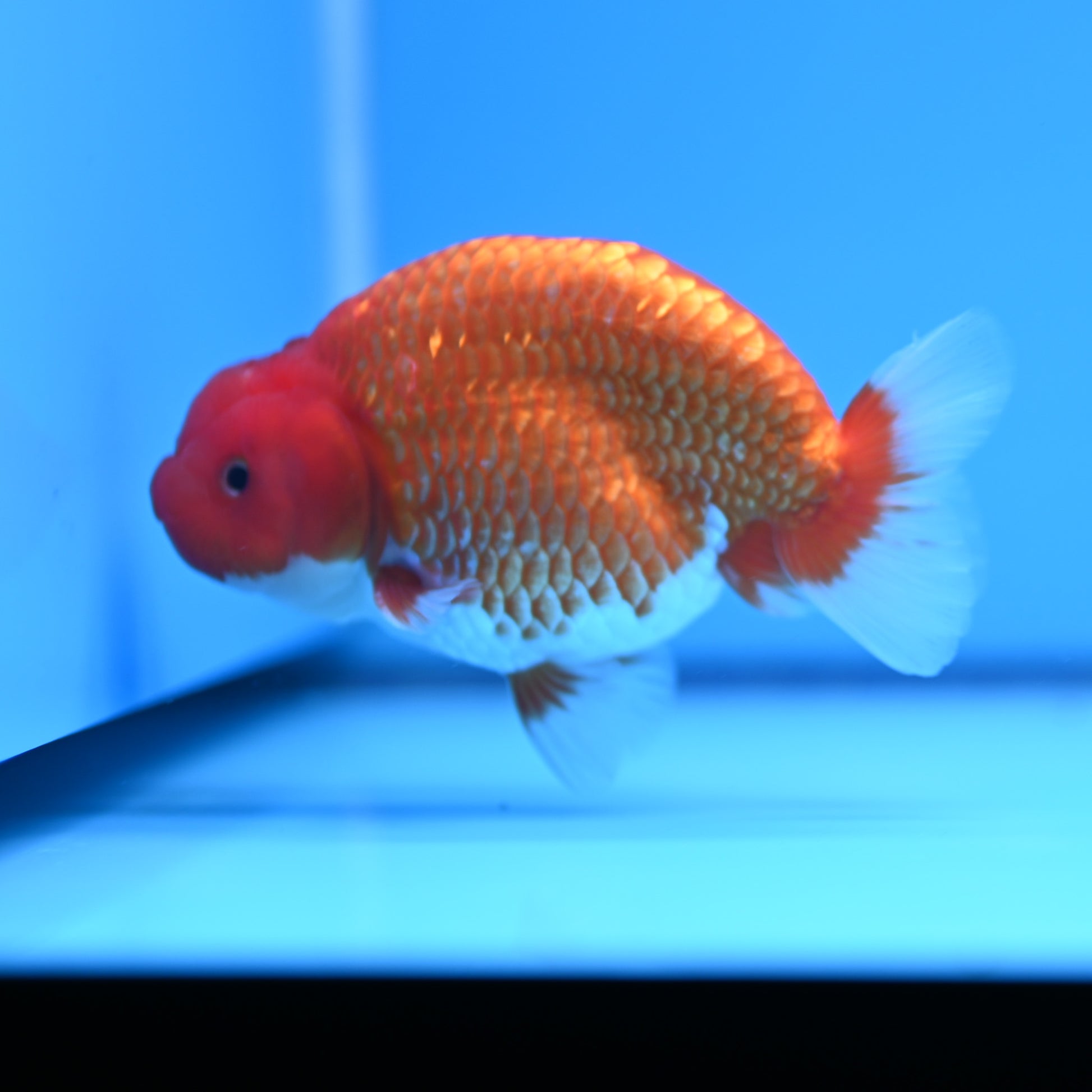 Red White Buffalo Ranchu 4in Body (240704_RC03) - Kaiju Goldfish USA