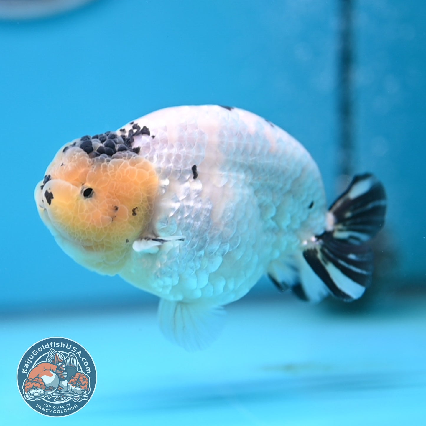 Panda Ranchu 4 inches Body (250509_RC03)