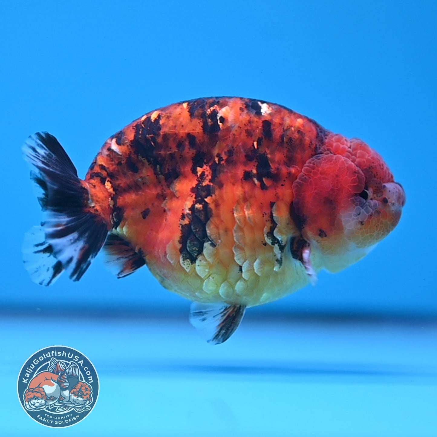 Tiger Ranchu 4 inches Body (250523_RC03)