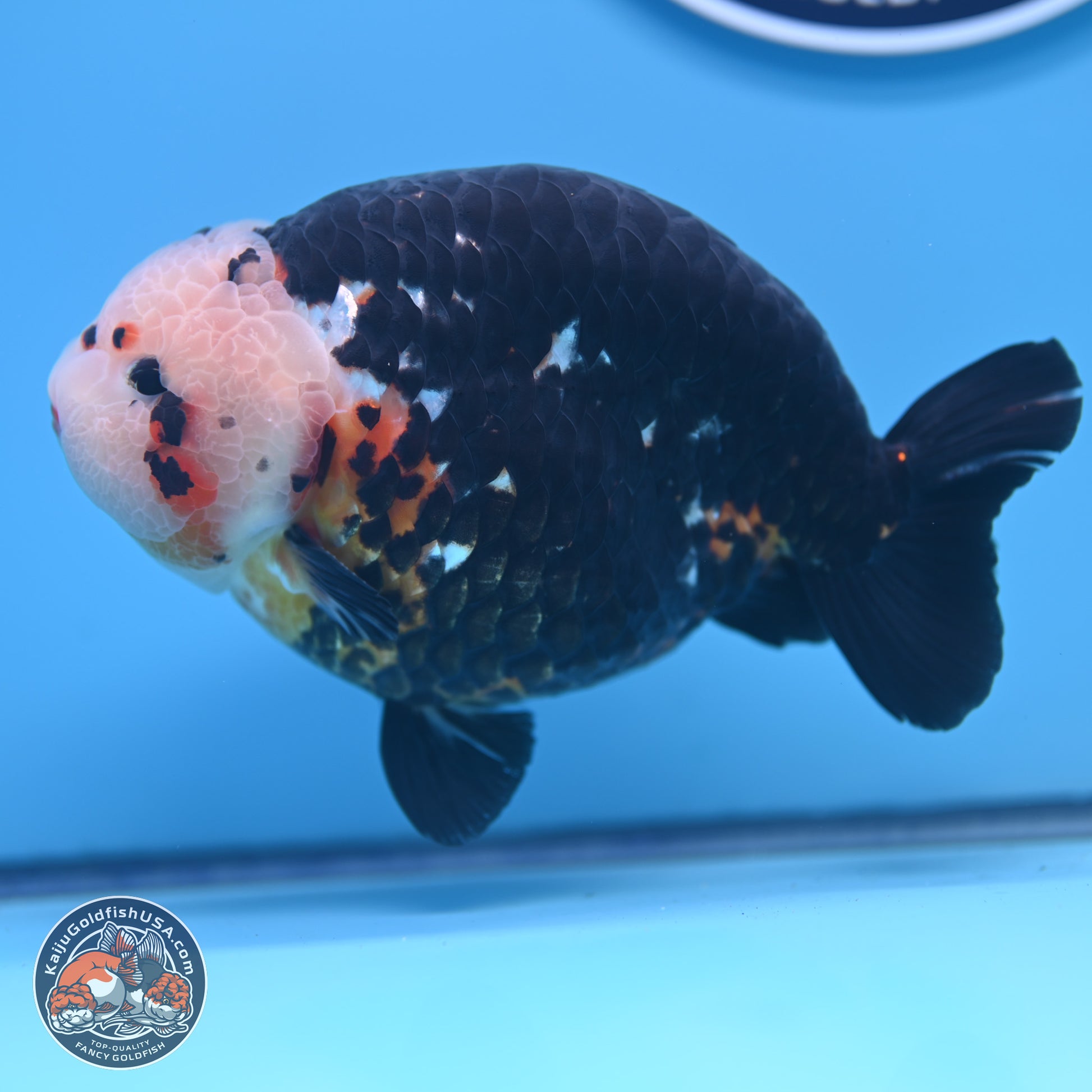 Jumbo Heavy Ink Cow Ranchu 5.5 inches Body - Male (241227_RC03) - Kaiju Goldfish USA