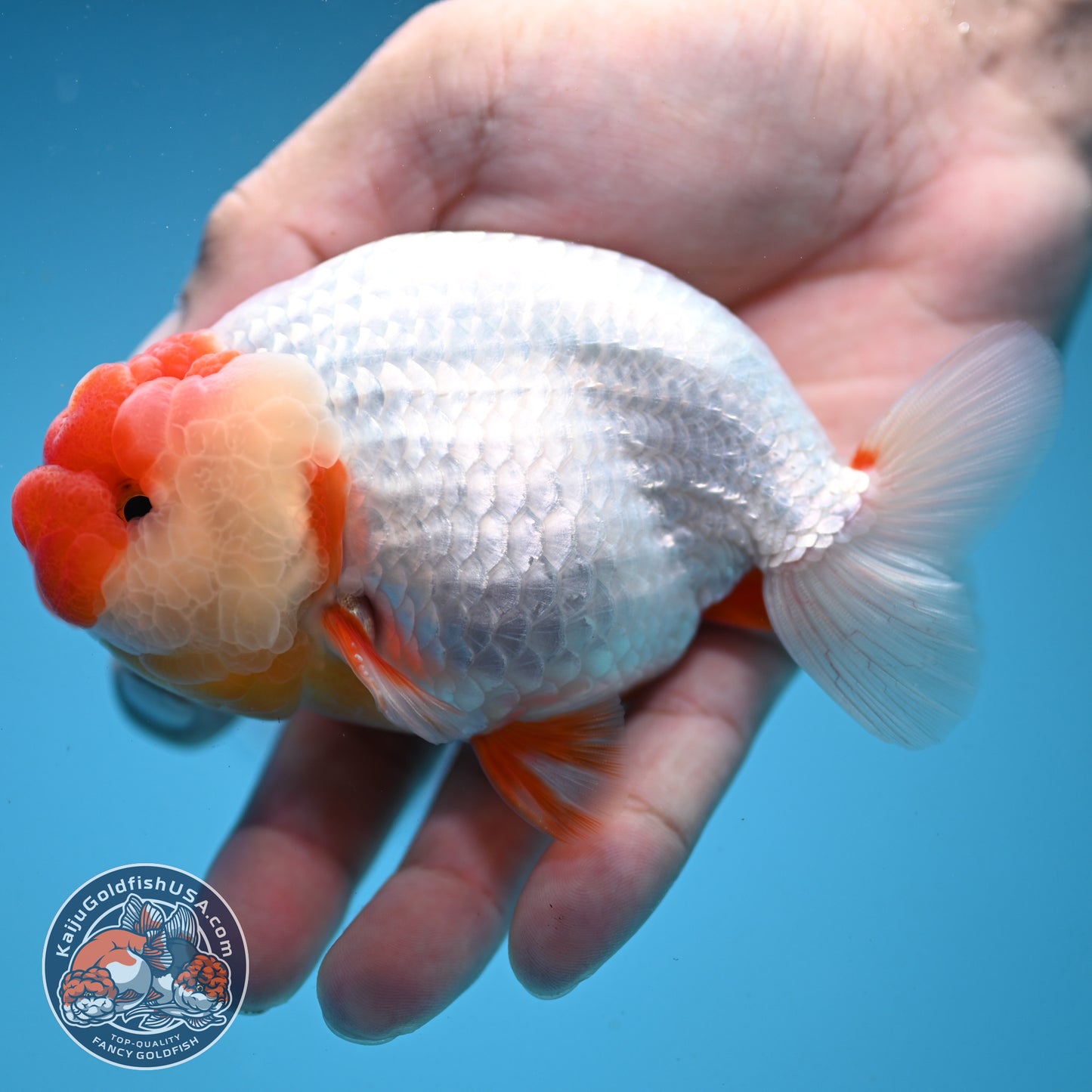 Red Face Buffalo Ranchu 4.5 inch Body (250919_RC03)