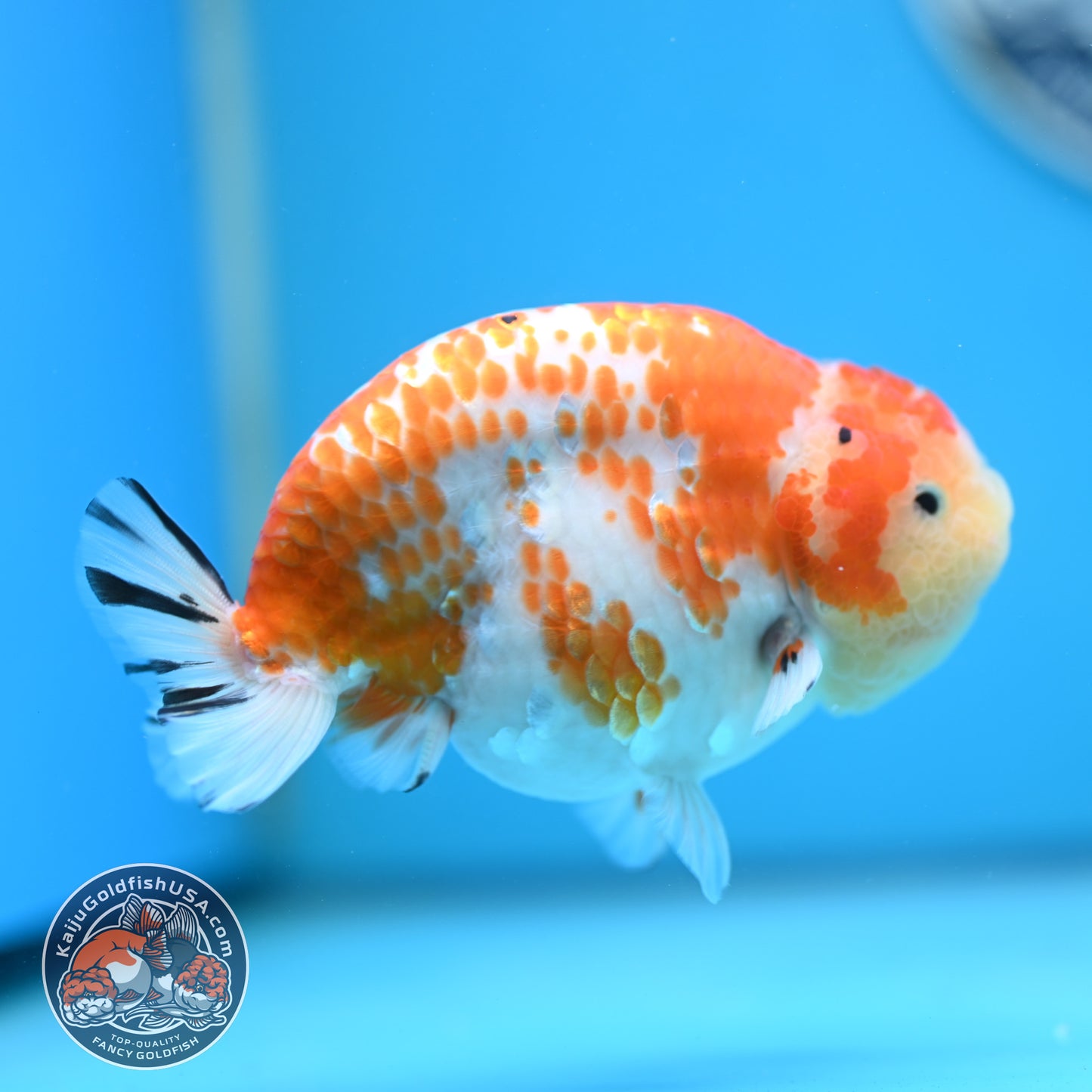 Tricolor Sakura Ranchu 4.25 inches Body (250502_RC03)
