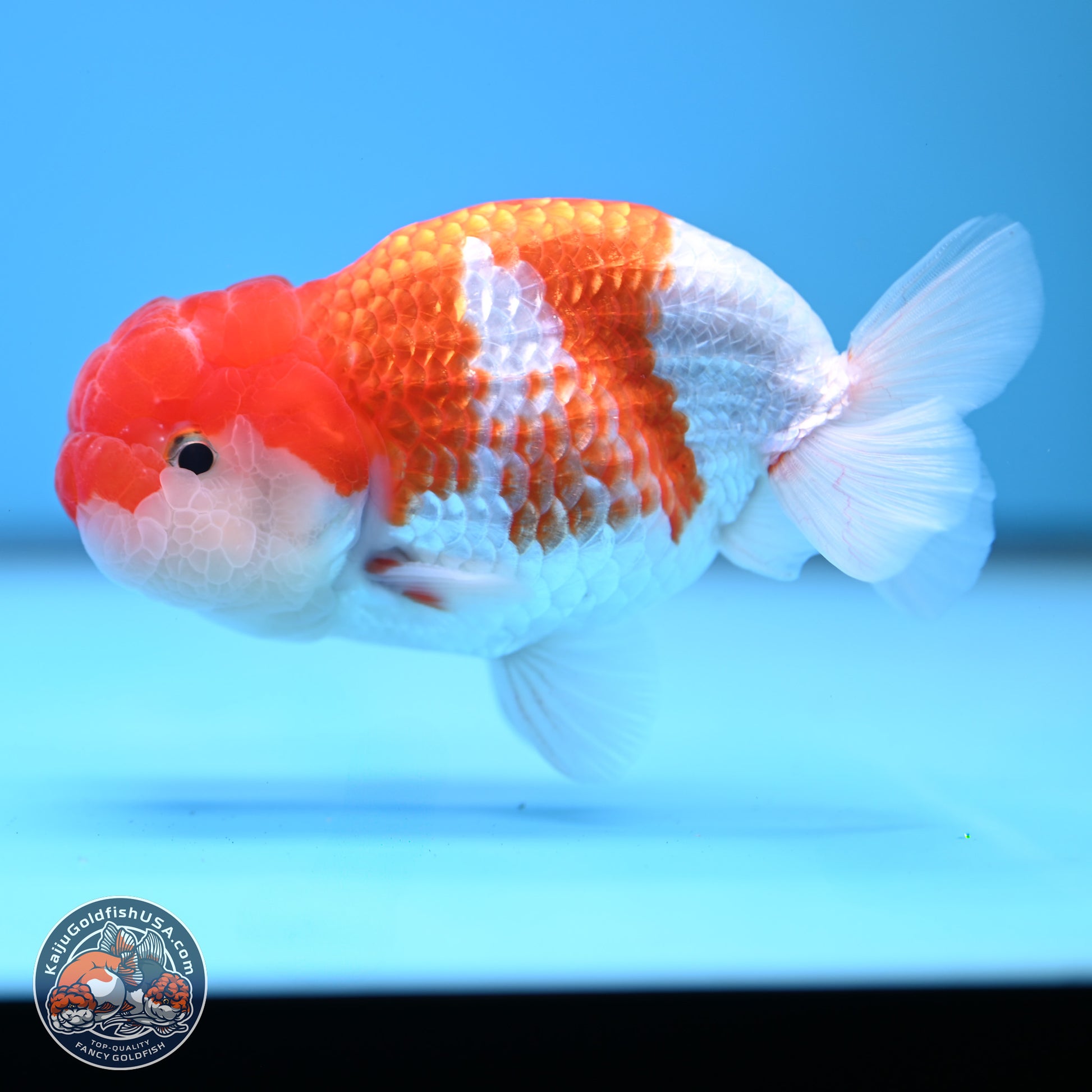 Red White Buffalo Ranchu 5 inches (241025_RC03) - Kaiju Goldfish USA