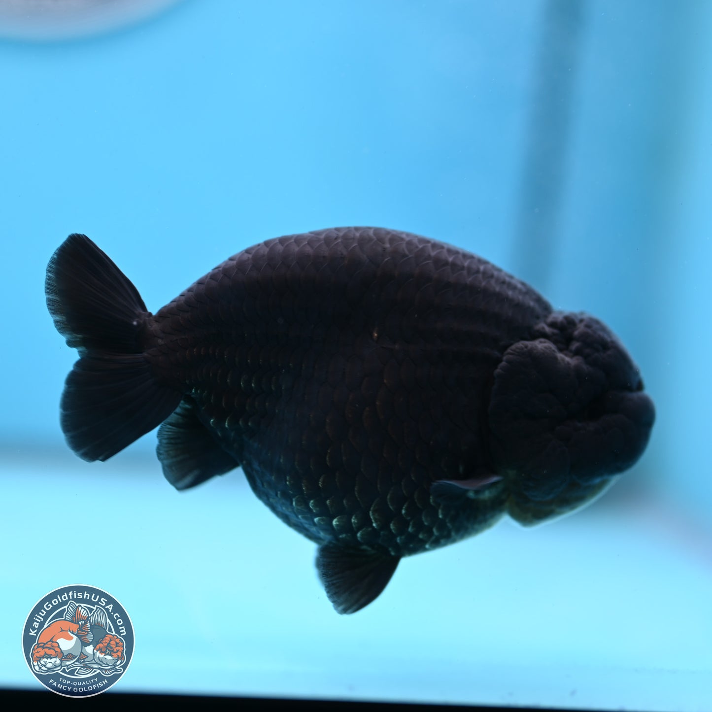 Jet Black Ranchu 4.25 inches Body - Male (250307_RC03)