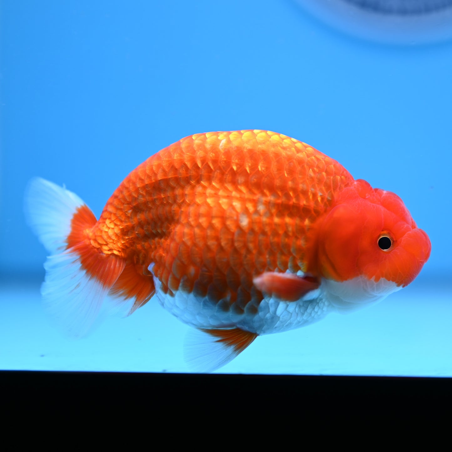 Red White Buffalo Ranchu 4in Body (240704_RC03) - Kaiju Goldfish USA