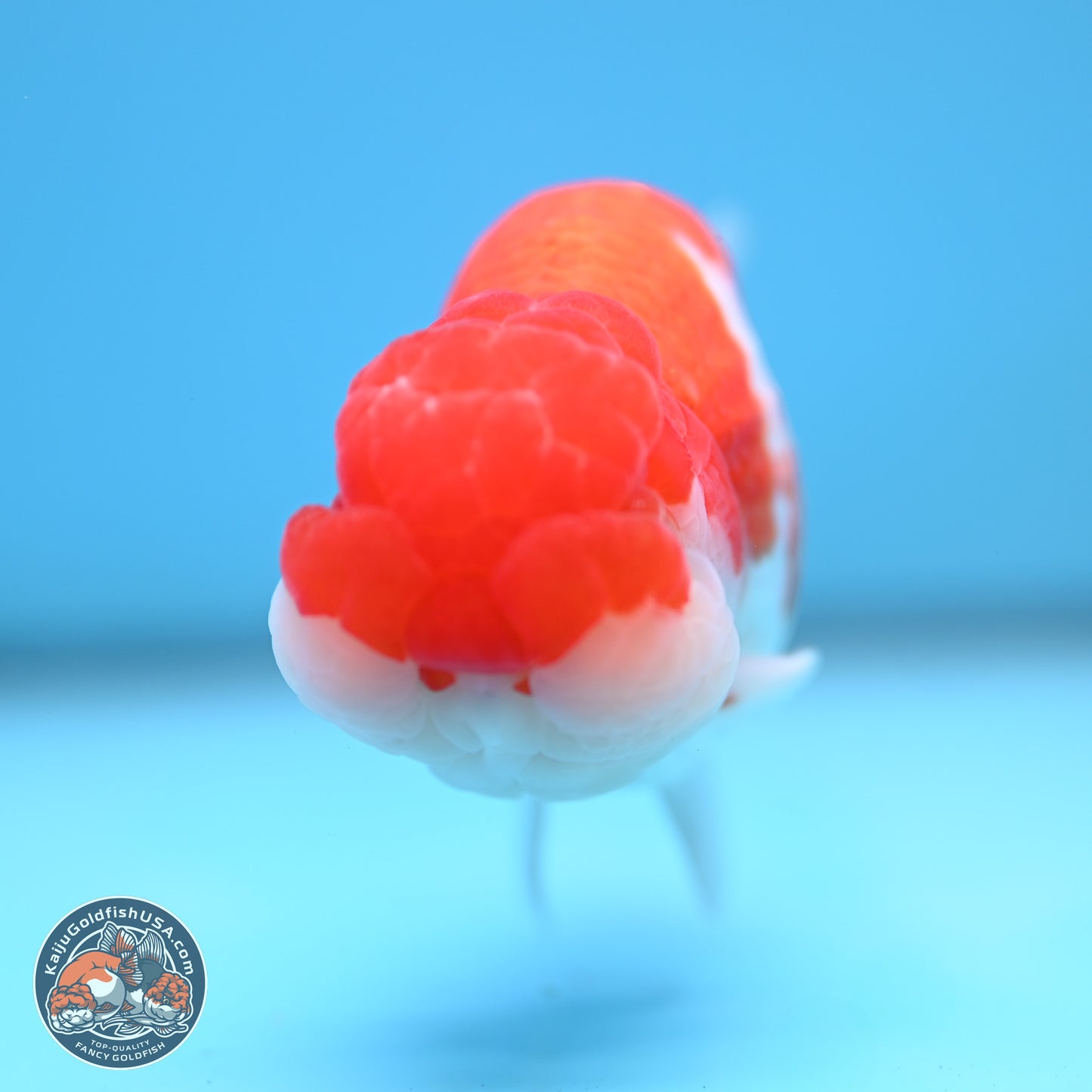 Red White Buffalo Ranchu 5 inches (241025_RC03) - Kaiju Goldfish USA