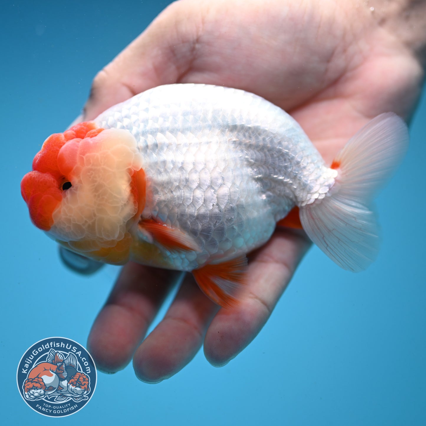Red Face Buffalo Ranchu 4.5 inch Body (250919_RC03)