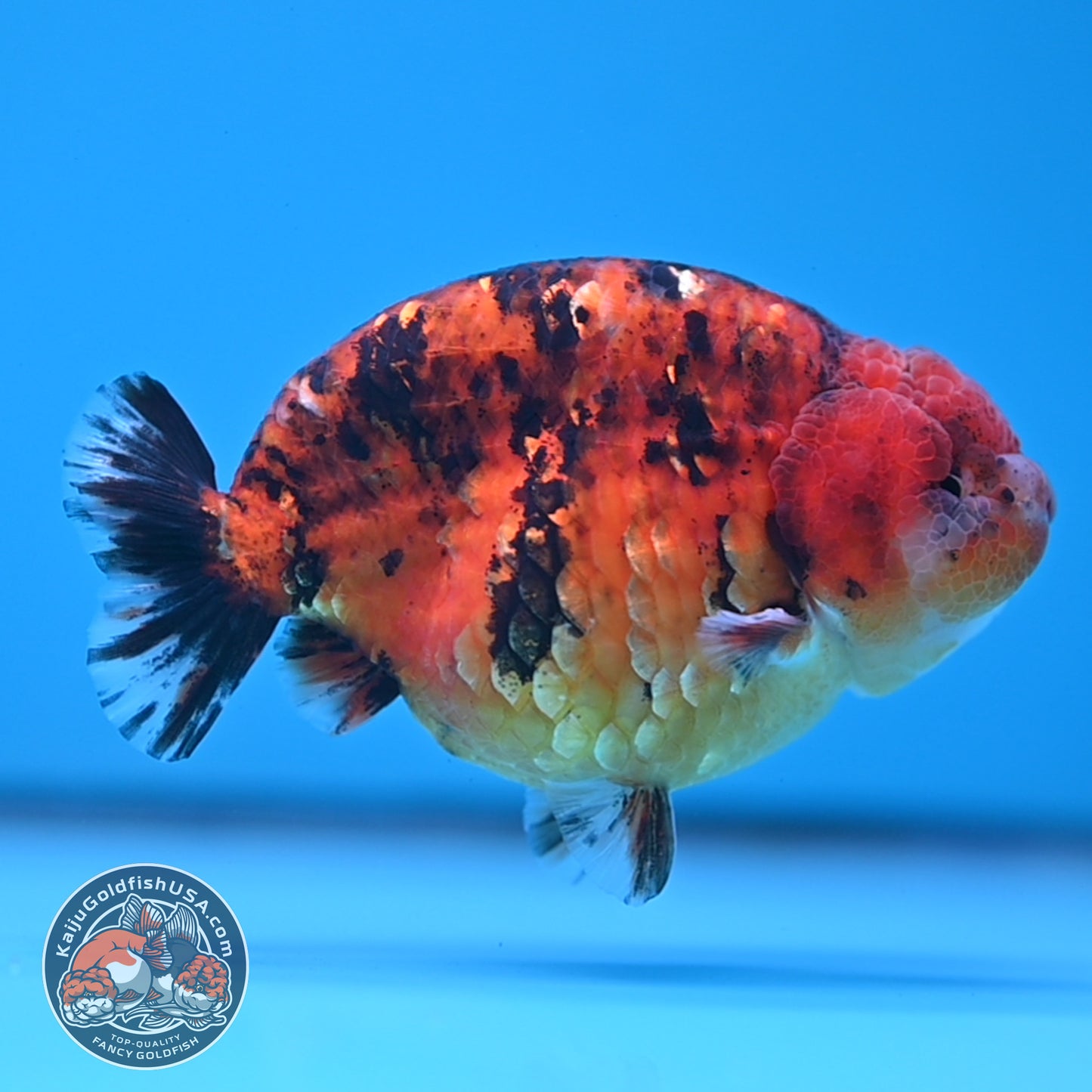 Tiger Ranchu 4 inches Body (250523_RC03)