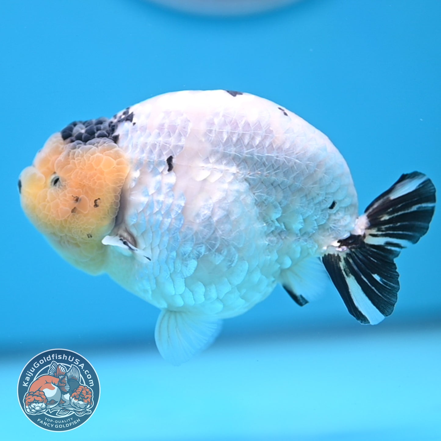 Panda Ranchu 4 inches Body (250509_RC03)