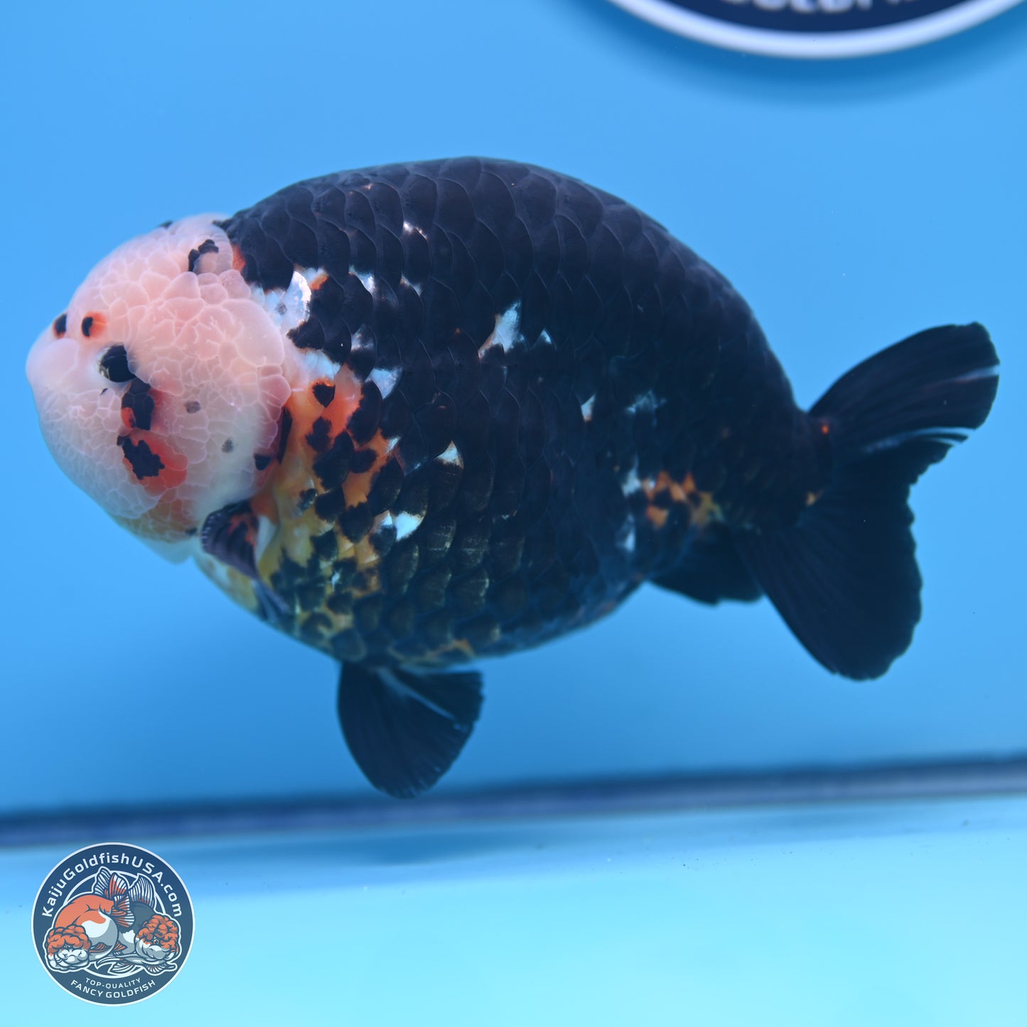 Jumbo Heavy Ink Cow Ranchu 5.5 inches Body - Male (241227_RC03) - Kaiju Goldfish USA