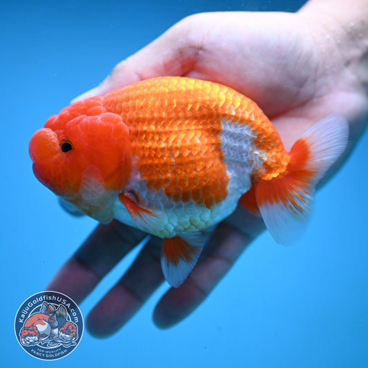 Red White Buffalo Ranchu 4 inch Body (251003_RC03)