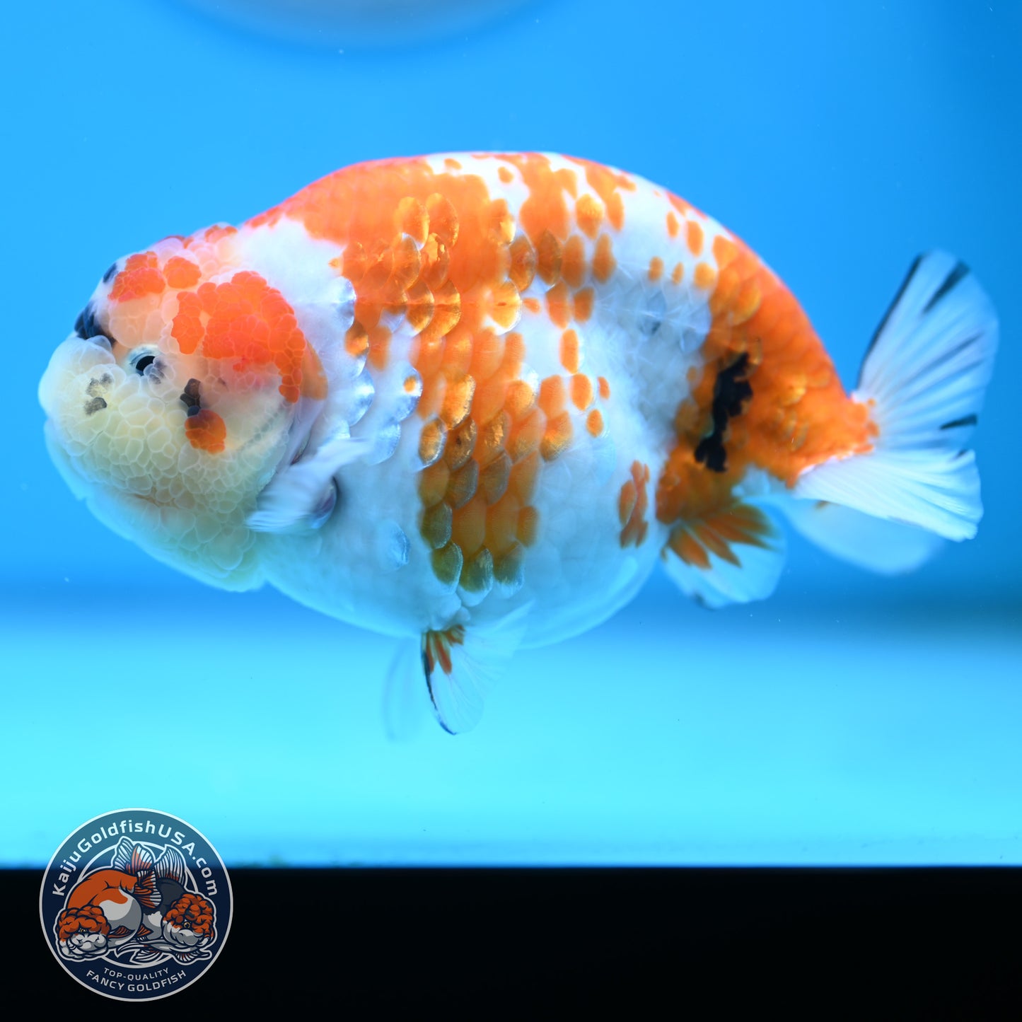 Tricolor Sakura Ranchu 4.25 inches Body (250502_RC03)