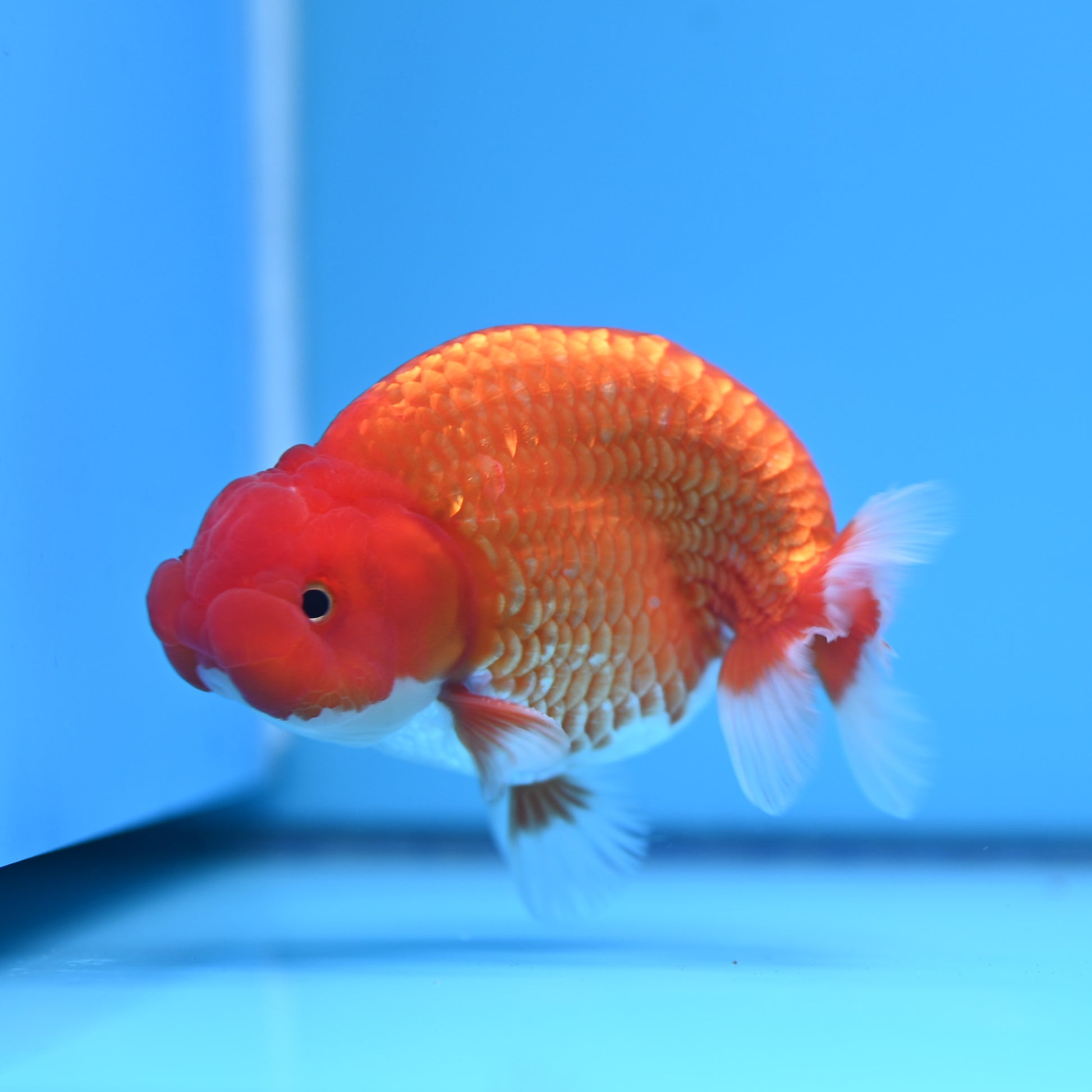 Red White Buffalo Ranchu 4in Body (240704_RC03) - Kaiju Goldfish USA