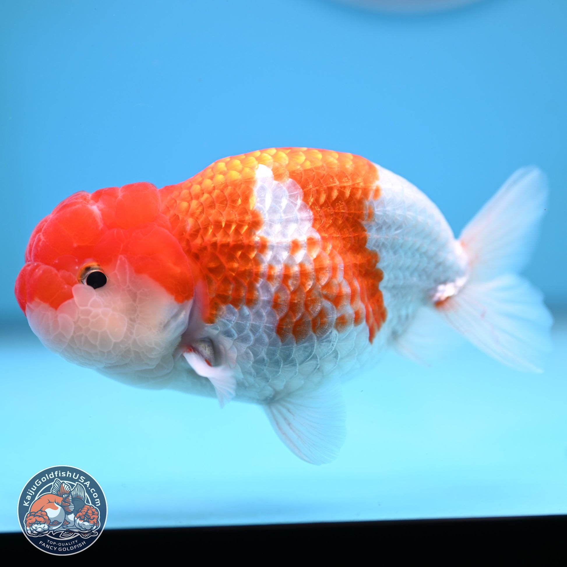 Red White Buffalo Ranchu 5 inches (241025_RC03) - Kaiju Goldfish USA