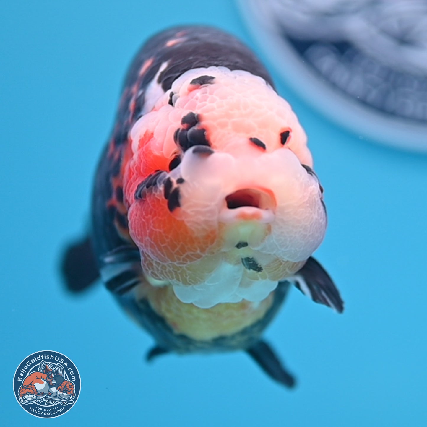 Jumbo Heavy Ink Cow Ranchu 5.5 inches Body - Male (241227_RC03) - Kaiju Goldfish USA