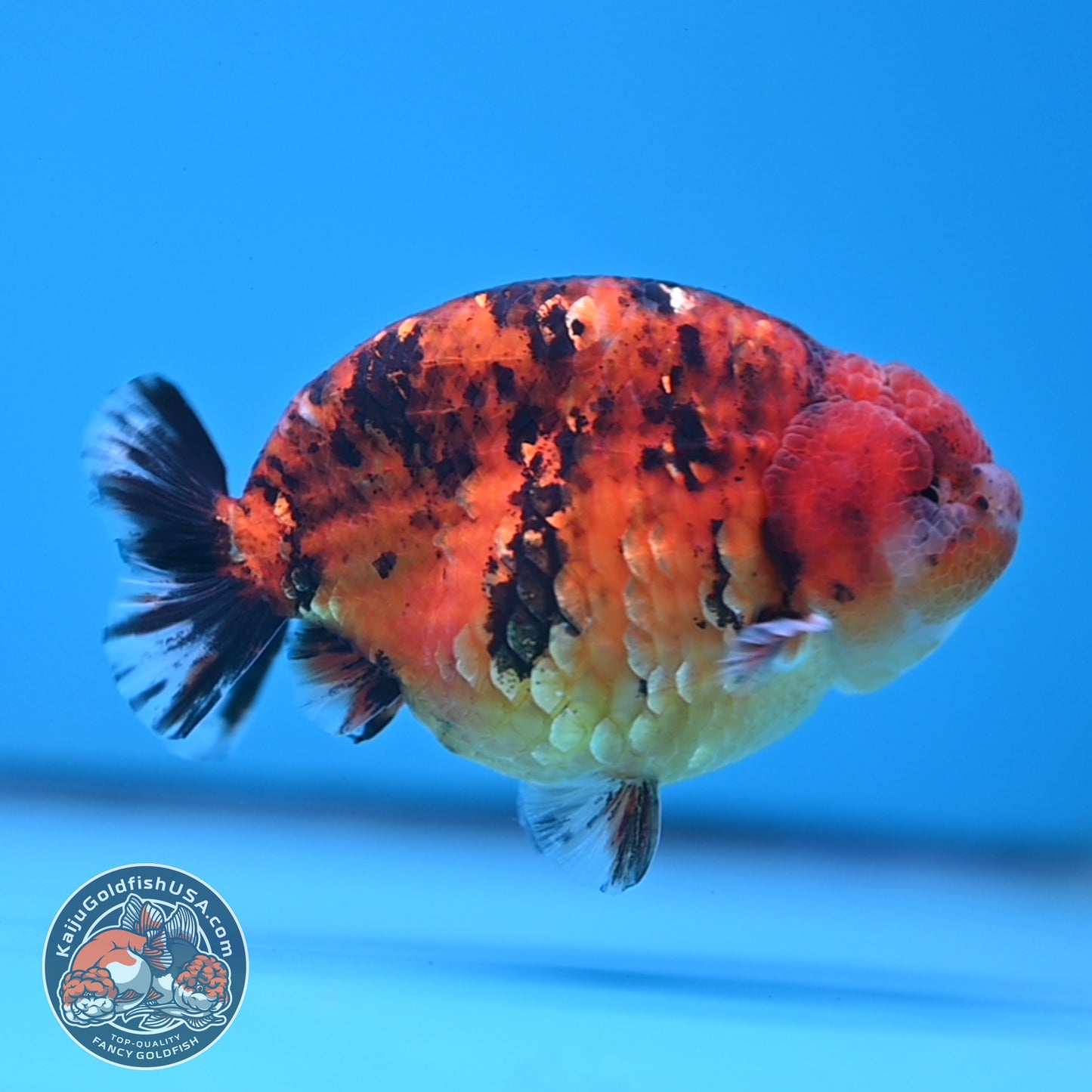 Tiger Ranchu 4 inches Body (250523_RC03)