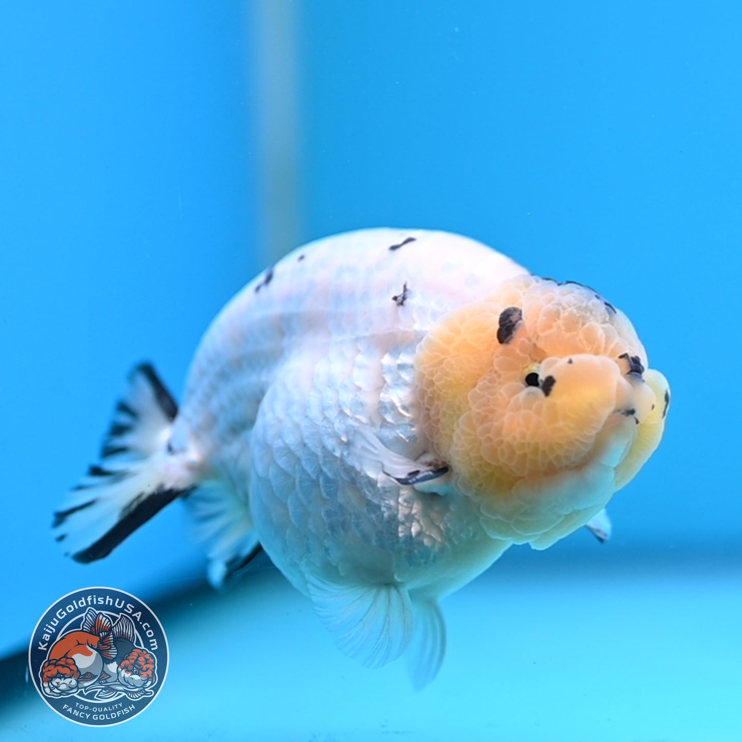 Panda Ranchu 4 inches Body (250509_RC03)