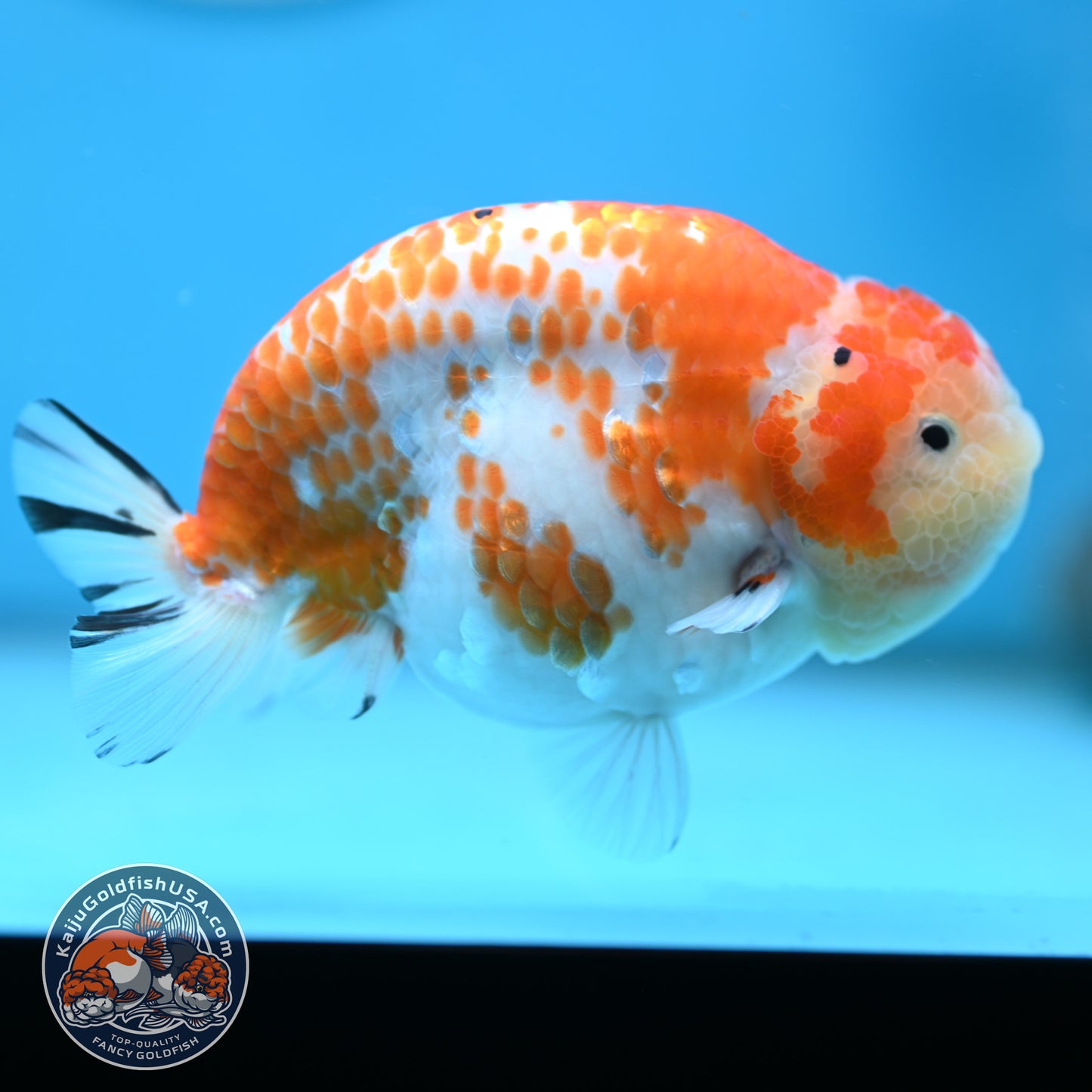 Tricolor Sakura Ranchu 4.25 inches Body (250502_RC03)