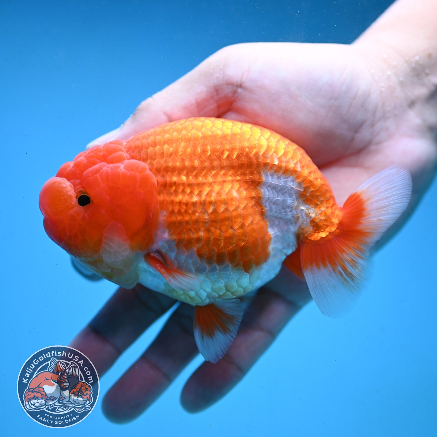 Red White Buffalo Ranchu 4 inch Body (251003_RC03)