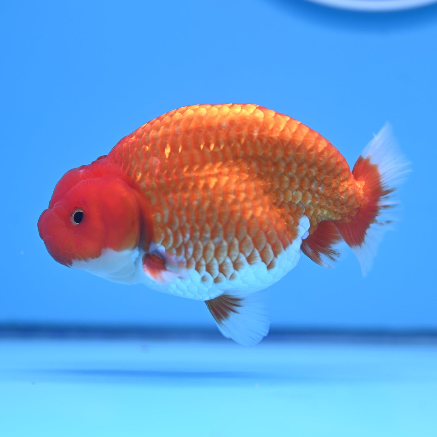 Red White Buffalo Ranchu 4in Body (240704_RC03) - Kaiju Goldfish USA