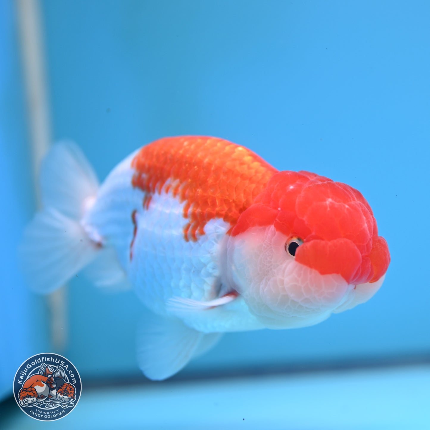 Red White Buffalo Ranchu 5 inches (241025_RC03) - Kaiju Goldfish USA